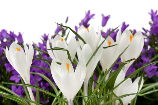 white crocus with purple campalusa,flowers against white background