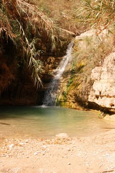 Ein Gedi