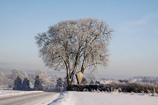 Chestnut in winter (Aesculus hippocastanum),Bad Iburg-Glane,Osnabrücker Land