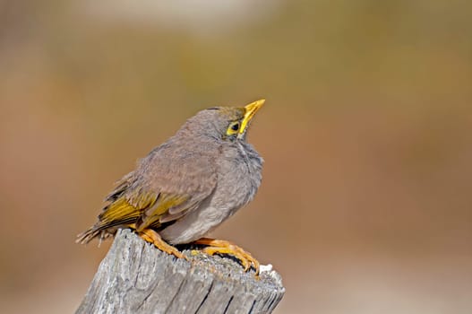 Yellow-fronted Chatterbird