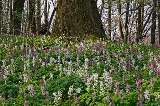 The larkspur blossom in April at the Freeden in Bad Iburg,Osnabrücker Land,Lower Saxony,attracts numerous visitors in the first weeks of April. This is the hollow larkspur,Corydalis cava. - The corydalis flower in April at the Fre