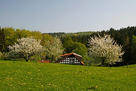 Frühlingslandschaft mit Fachwerkhaus und Kirschbäumen im April,Hagen a.T.W.,Osnabrücker Land,Niedersachsen - Spring landscape with half-timbered house and cherry trees in April,Hagen a.T.W.,Osnabruecker land,Lower Saxony,Germany