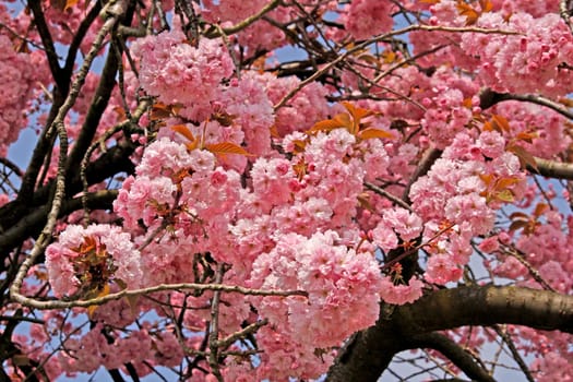 Japanese cherry tree in spring - Japanese cherry tree in spring