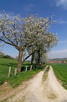 Hiking trail with cherry trees in April,Hagen a.T.W.,Osnabrücker Land,Niedersachsen - Foothpath with cherry trees in Hagen,Lower Saxony,Germany,Europe
