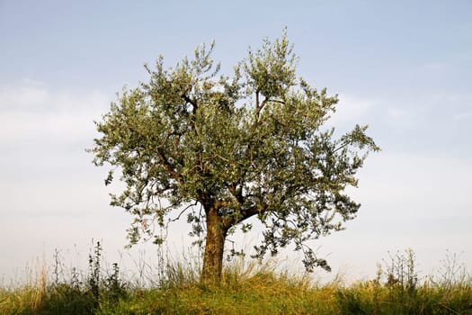 Olivenbaum (Olea europaea) am Gardasee,Lazise,Venetien,Italien - Olive tree (olea europaea) at Lake Garda,Lazise,Veneto,Italy