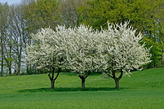Spring landscape with cherry trees in April,Hagen a.T.W.,Osnabrücker Land,Niedersachsen - Cherry trees in spring,Hagen,Lower Saxony,Germany,Europe
