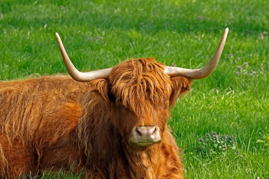 Scottish Highland Cattle - Highland Cattle,Kyloe - Beef cattle with long horns
