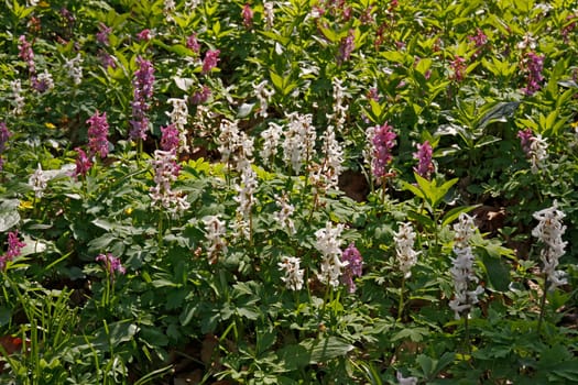 The larkspur blossom in April at the Freeden in Bad Iburg,Osnabrücker Land,Lower Saxony,attracts numerous visitors in the first weeks of April. This is the hollow larkspur,Corydalis cava. - The corydalis flower in April at the Fre