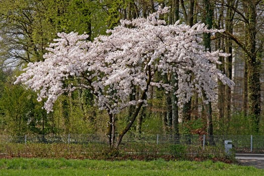 Kirschbaum im Frühling,Bad Rothenfelde,Osnabrücker Land,Niedersachsen - Cherry tree in spring,Bad Rothenfelde,Osnabruecker Land,Lower Saxony,Germany,Europe