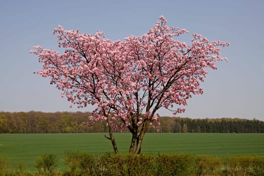 Kirschbaum im Frühling,Bad Rothenfelde,Osnabrücker Land,Niedersachsen - Cherry tree in spring,Bad Rothenfelde,Osnabruecker Land,Lower Saxony,Germany,Europe