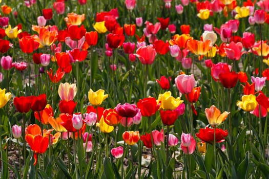 Tulpenfeld bei Gegenlicht im Osnabrücker Land,in Bad Iburg,Niedersachsen - Tulip field in Lower Saxony,Germany