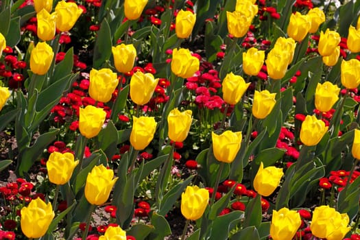 Tulipa 'Yellow Flight',Triumph Tulip