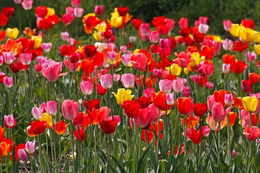 Tulpenfeld bei Gegenlicht im Osnabrücker Land,in Bad Iburg,Niedersachsen - Tulip field in Lower Saxony,Germany
