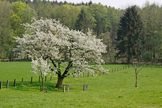 Frühlingslandschaft mit Kirschbäumen im April,Hagen a.T.W.,Osnabrücker Land,Niedersachsen - Spring landscape with cherry trees in April,Hagen,Lower Saxony,Germany,Europe