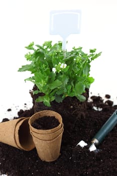 Decorative plant ready for planting on the garden