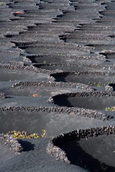 beautiful volcanic wine area La Geria