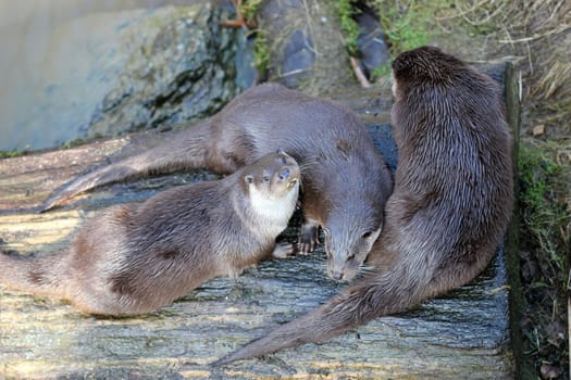 Three otters at Sababurg Zoo