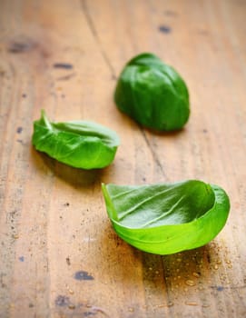 Fresh leaves of basil with water droplets on rustic wooden boards.