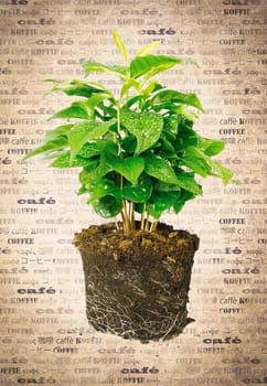Potted plant removed from its pot and showing the root structure on aged vintage paper with the word coffee in multiple languages.