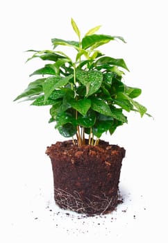 Potted plant removed from its pot and showing the root structure isolated on white