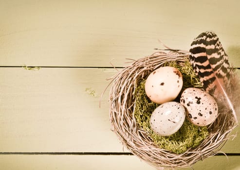 Speckled bird&#039 s eggs and a striped feather on moss in a nest of woven twigs on wooden boards