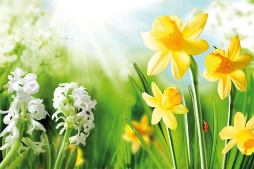 Cheerful Spring Bulbs. Background of flowering white narcissus and yellow daffodils under spring sunshine