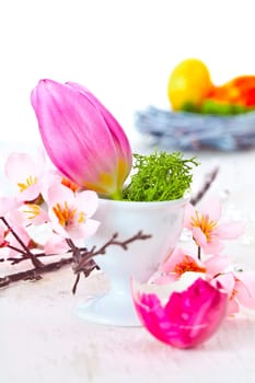 Tulip Flower in an Eggcup with a cherry blossom tree and a easter nest in the background for spring decoration