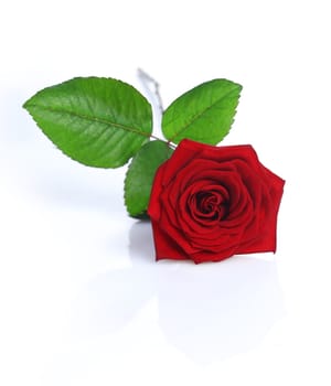 A Red Rose isolated on white background