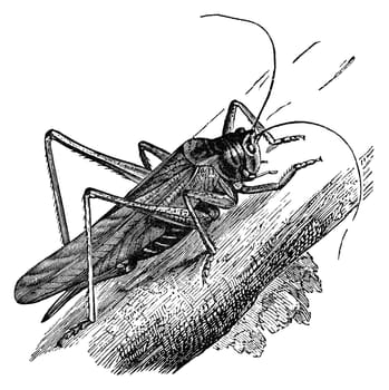 Great green grasshopper, vintage illustration. Sourced from antique book "The Playtime Naturalist"" by Dr. J.E. Taylor, published in London UK, 1889."