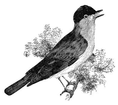 Blackcap warbler bird on tree branch, vintage illustration. Sourced from antique book "The Playtime Naturalist"" by Dr. J.E. Taylor, published in London UK, 1889."