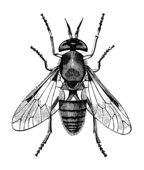 Golden-eyed gadfly, vintage illustration. Sourced from antique book "The Playtime Naturalist"" by Dr. J.E. Taylor, published in London UK, 1889."