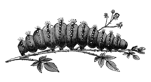 Caterpillar of emperor moth, vintage illustration. Sourced from antique book "The Playtime Naturalist"" by Dr. J.E. Taylor, published in London UK, 1889."