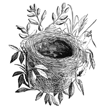 Nest of sedge-warbler bird vintage illustration. Sourced from antique book "The Playtime Naturalist"" by Dr. J.E. Taylor, published in London UK, 1889."