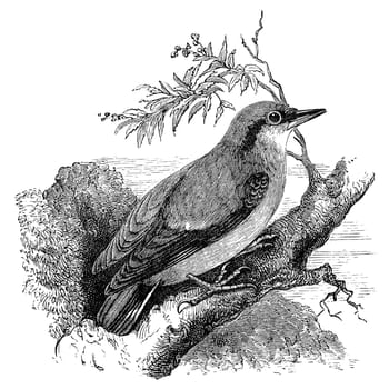 Nuthatch bird on tree branch, vintage illustration. Sourced from antique book "The Playtime Naturalist"" by Dr. J.E. Taylor, published in London UK, 1889."