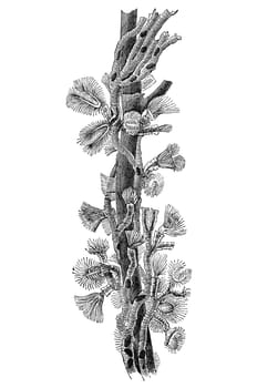 Group of Plumatella microscopic aquatic invertebrate animal colony, vintage illustration. Sourced from antique book "The Playtime Naturalist"" by Dr. J.E. Taylor, published in London UK, 1889."