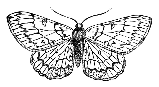 Pale oak beauty butterfly, vintage illustration. Sourced from antique book "The Playtime Naturalist"" by Dr. J.E. Taylor, published in London UK, 1889."
