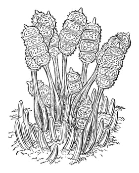 Bramble leaf brand microscopic fungus plant disease, vintage illustration. Sourced from antique book "The Playtime Naturalist"" by Dr. J.E. Taylor, published in London UK, 1889."