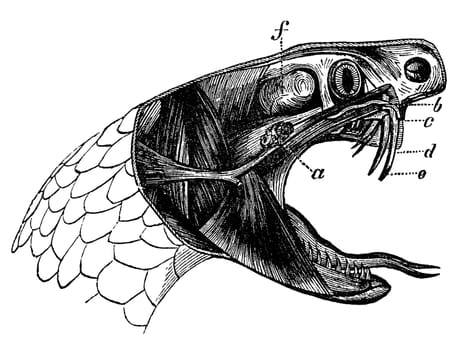 Section of viper snake head showing poison glands and fangs, vintage illustration. Sourced from antique book "The Playtime Naturalist"" by Dr. J.E. Taylor, published in London UK, 1889."