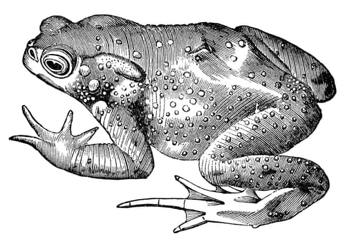 The common toad, vintage illustration. Sourced from antique book "The Playtime Naturalist"" by Dr. J.E. Taylor, published in London UK, 1889."