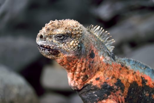 Espanola Marine Iguana (Amblyrhynchus cristatus venustissimus) displaying red coloration on Española island of the Galapagos.