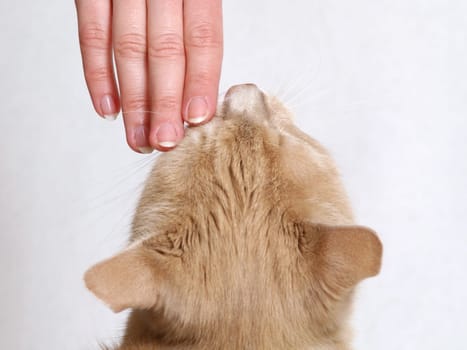 Girl stroking a ginger cat