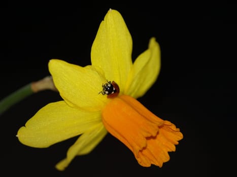 Yellow daffodil and ladybug