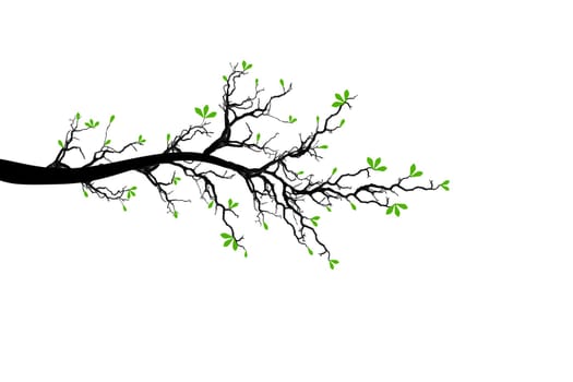 Beautiful blossom tree