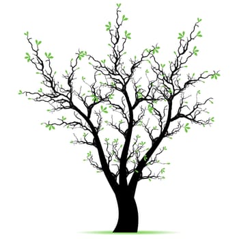Beautiful blossom tree