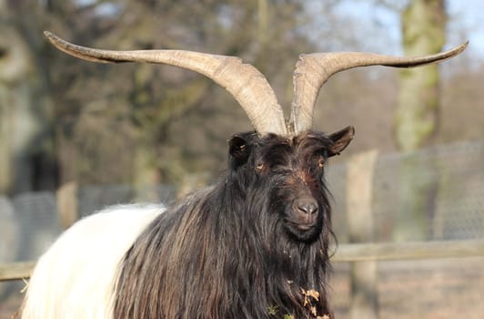 Valais black-necked goat at Sababurg Zoo