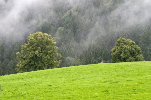 Landscape shot with two isolated trees with grassy area in the foreground,forest with veil of fog in the background in daylight in summer