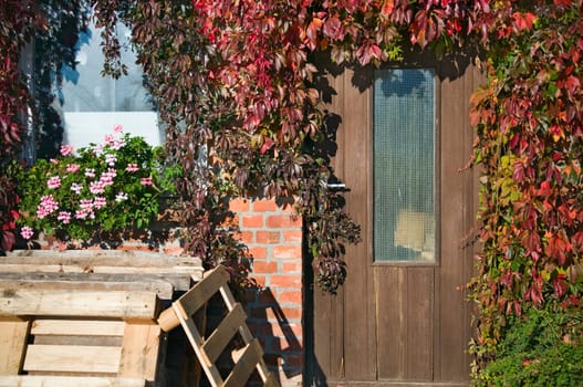 Detail of a house façade with wild vines,wooden door and window with pallets in front of it in the autumnal evening sunlight