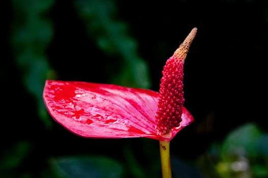 Zoomed red flower with one opened wet leaf