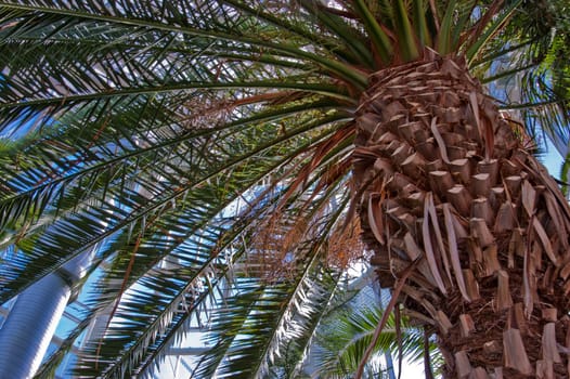 Palm leafs are branched and illuminated by sun