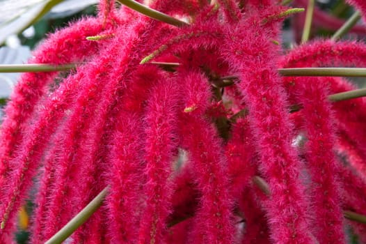 Zoomed interesting flower with many hairy red stems